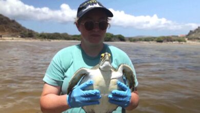 Photo of Отравление морской живности в Карибском море