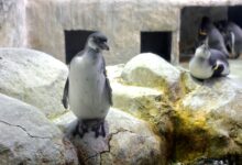 Photo of В Московском зоопарке появились новые обитатели