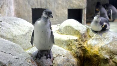 Photo of В Московском зоопарке появились новые обитатели